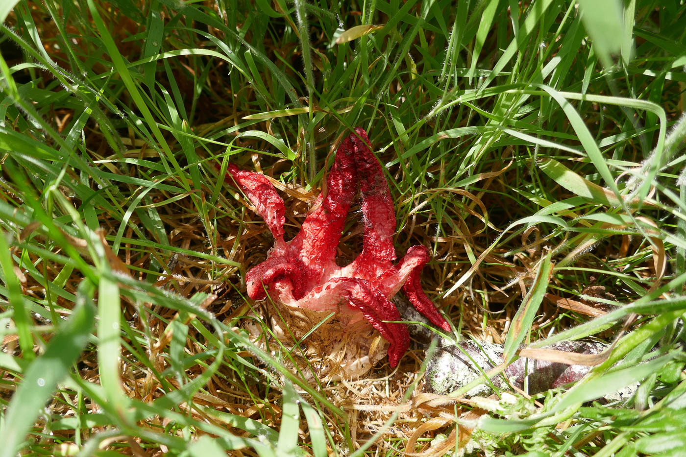 Photo by Jackie Ewan Clathrus archeri by Jackie Ewan